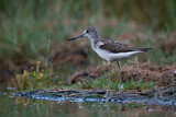 Image. Common Greenshank