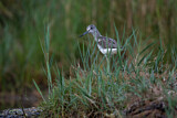Image. Common Greenshank