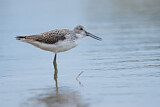 Image. Common Greenshank