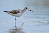 Image. Common Greenshank