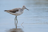 Image. Common Greenshank