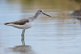 Image. Common Greenshank