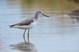 Image. Common Greenshank