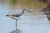 Image. Common Greenshank