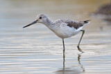 Image. Common Greenshank