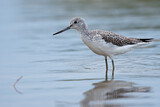 Image. Common Greenshank
