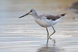 Image. Common Greenshank