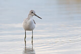 Image. Common Greenshank