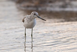 Image. Common Greenshank