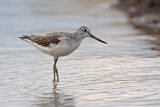 Image. Common Greenshank