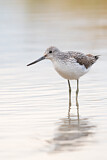 Image. Common Greenshank