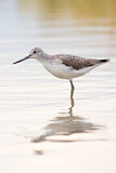 Image. Common Greenshank
