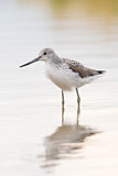 Image. Common Greenshank