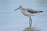 Image. Common Greenshank