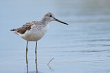Image. Common Greenshank