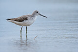 Image. Common Greenshank