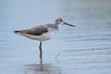 Image. Common Greenshank