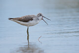 Image. Common Greenshank