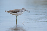 Image. Common Greenshank