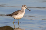 Image. Common Greenshank