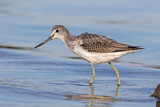 Image. Common Greenshank