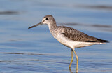 Image. Common Greenshank