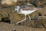Image. Common Greenshank