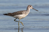 Image. Common Greenshank