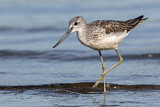 Image. Common Greenshank