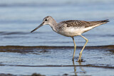 Image. Common Greenshank