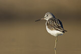 Image. Common Greenshank