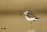 Image. Common Greenshank