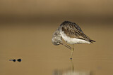 Image. Common Greenshank