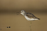 Image. Common Greenshank