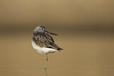 Image. Common Greenshank