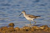 Image. Common Greenshank
