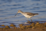 Image. Common Greenshank