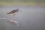 Image. Common Greenshank