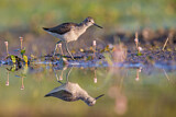 Image. Common Greenshank