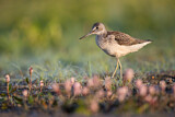 Image. Common Greenshank