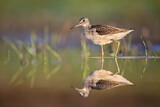 Image. Common Greenshank