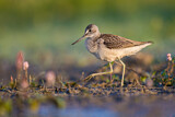 Image. Common Greenshank
