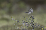 Image. Common Greenshank