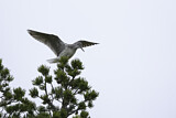 Image. Common Greenshank