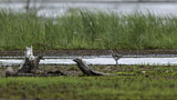 Image. Common Greenshank