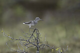 Image. Common Greenshank