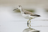 Image. Common Greenshank