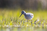 Image. Common Greenshank