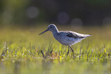 Image. Common Greenshank