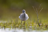 Image. Common Greenshank